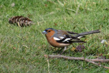 IMG_3150.JPG