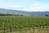 vineyards