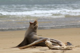 Surrat Bay
