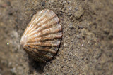 Curio Bay