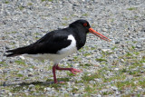 IMG_3226.JPG