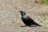 IMG_1296.JPG