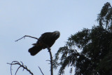 IMG_3336.JPG