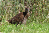 IMG_3343.JPG