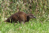IMG_3344.JPG