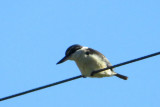 IMG_3361.JPG