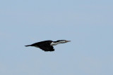 IMG_2764.JPG