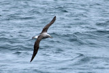 Kaikoura