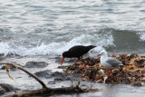 Kaikoura