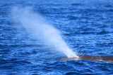 Kaikoura