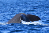 Kaikoura