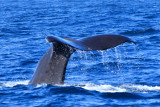 Kaikoura