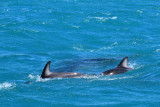 Kaikoura