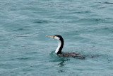 Akaroa