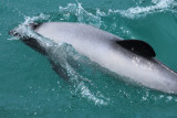Akaroa