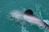 Akaroa