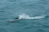 Akaroa