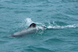 Akaroa