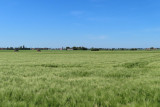 De Moeren