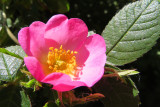 IMG_0444.JPG
