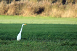 IMG_3932.JPG