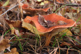 IMG_3639.JPG