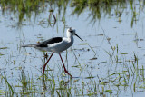 IMG_5521.JPG