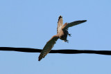 IMG_5541.JPG
