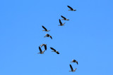 IMG_5571.JPG