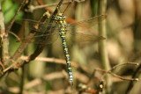 IMG_1099.JPG