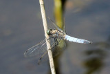 IMG_8089.JPG