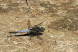 IMG_8240.JPG
