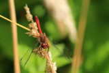 IMG_9253.JPG