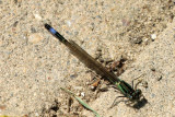 IMG_8464.JPG
