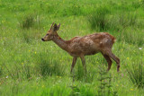 IMG_0556.JPG