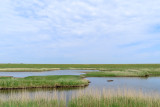 IMG_0950.JPG