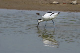 IMG_0955.JPG
