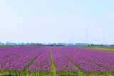 IMG_1154.JPG