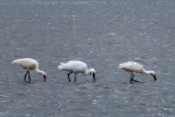 IMG_1651.JPG
