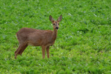 IMG_2535.JPG