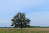 IMG_2711.JPG
