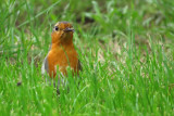 IMG_2849.JPG