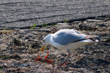 IMG_3290.JPG