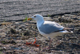 IMG_3291.JPG