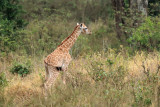 IMG_1178.JPG