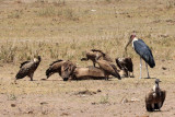 IMG_1879.JPG