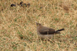 IMG_2239.JPG