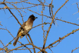 IMG_2550.JPG