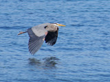 heron