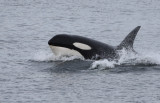 orca!
